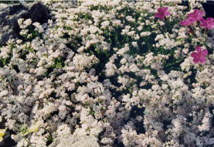 Asperula cynanchica